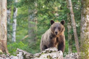 myfido slovenian bears orsi