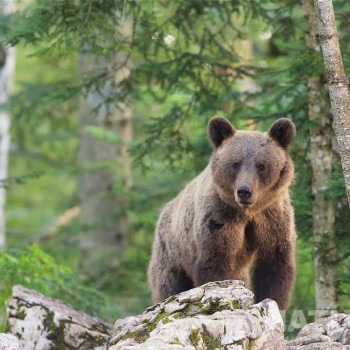 myfido slovenian bears orsi